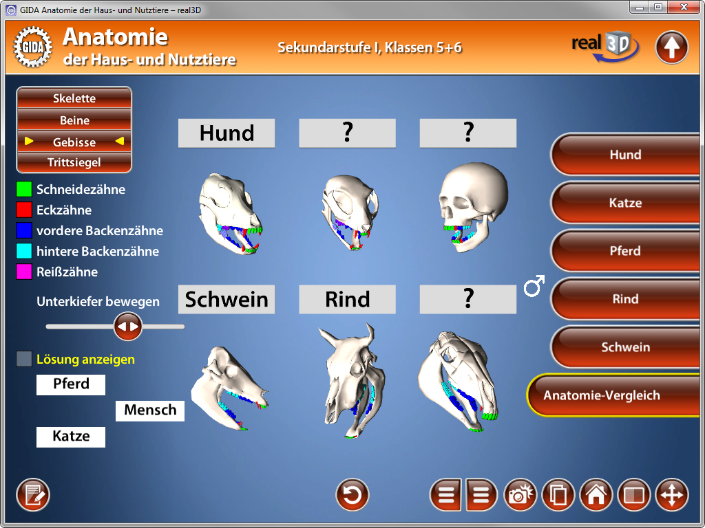 Interaktive Anatomie-Software für Haustiere mit verschiedenen Tierknochen und -gebissen, einschließlich Hund, Schwein und Rind.