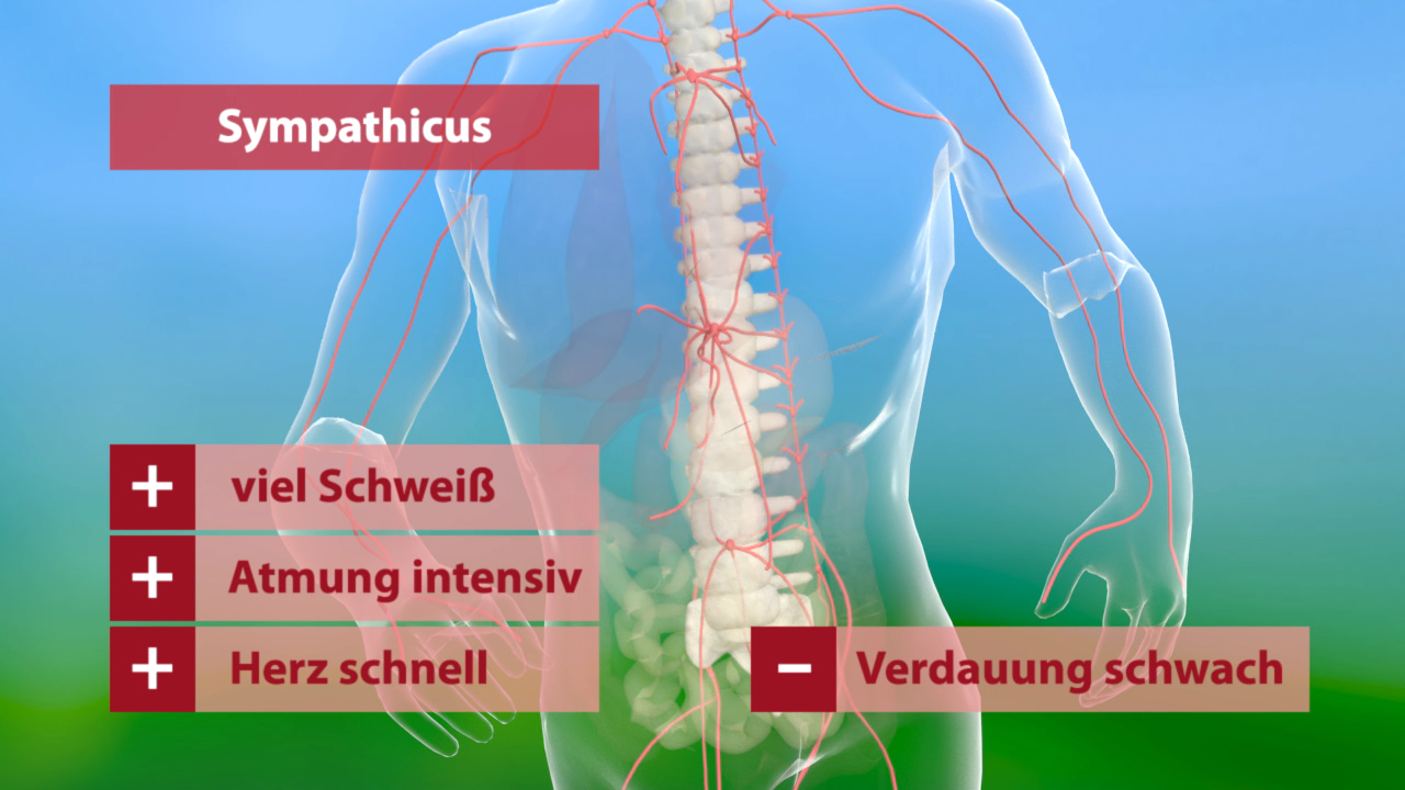 Diagramm des sympathischen Nervensystems mit positiven und negativen Effekten: viel Schwitzen, intensive Atmung, schnelles Herz, schwache Verdauung.