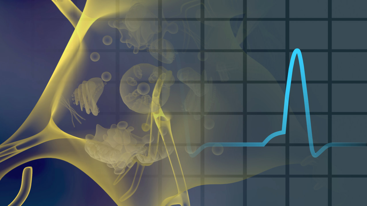 Grafik, die eine schematische Darstellung von Zellen mit einem Herzschlag-EKG zeigt.