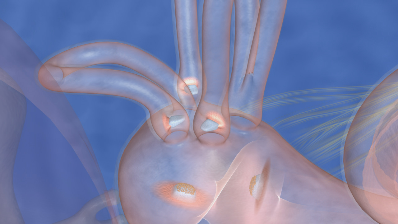 Illustration eines menschlichen Handgelenks mit anatomischen Details.