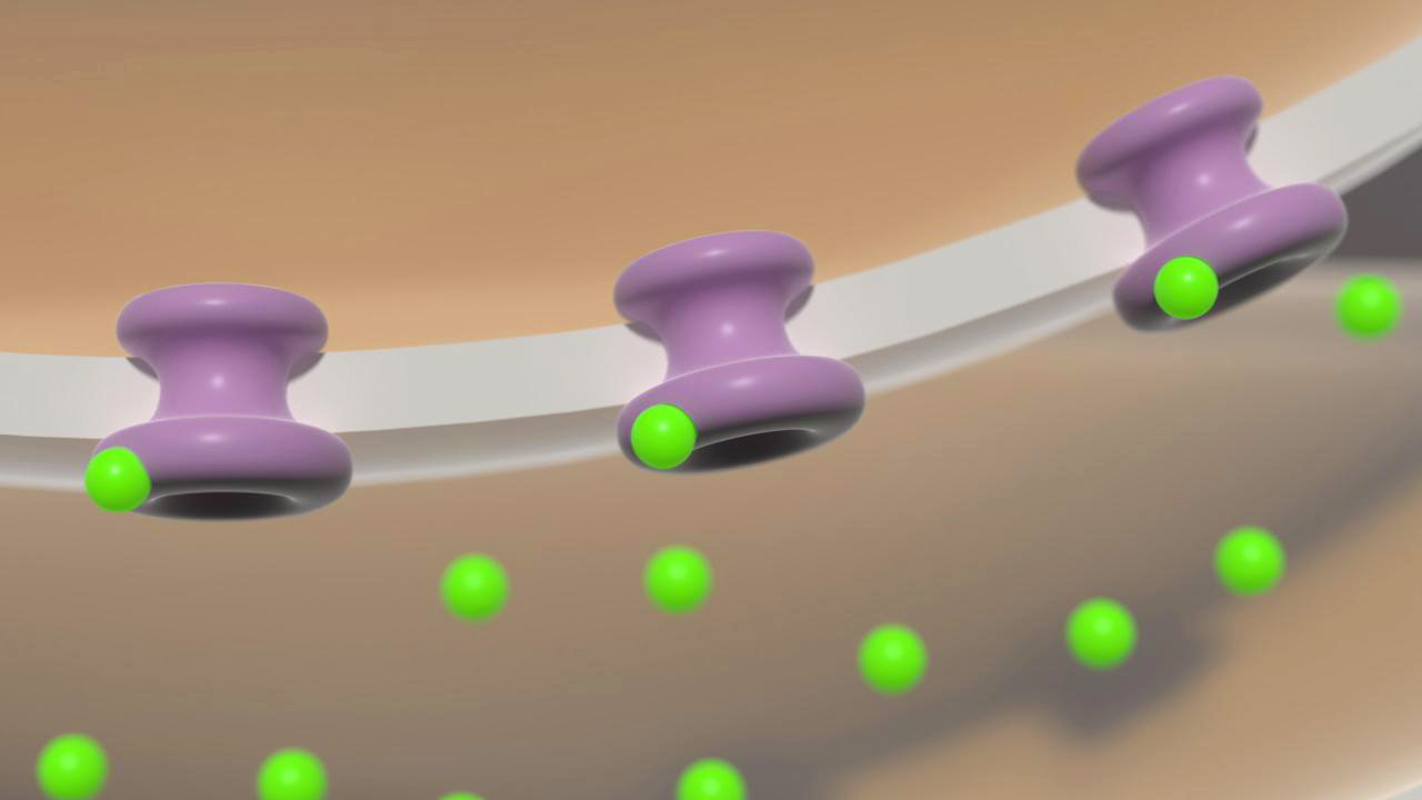 Animation zeigt Moleküle, die durch eine Membran diffundieren, dargestellt durch grüne und lila Kugeln.