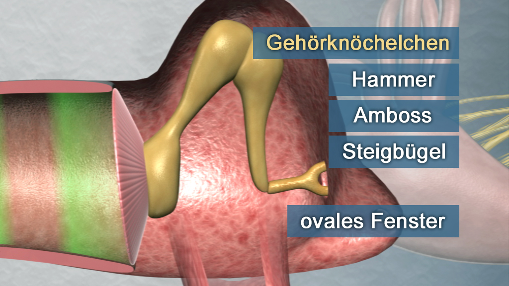 Diagramm der Gehörknöchelchen im menschlichen Ohr mit Beschriftungen: Hammer, Amboss, Steigbügel und ovales Fenster.