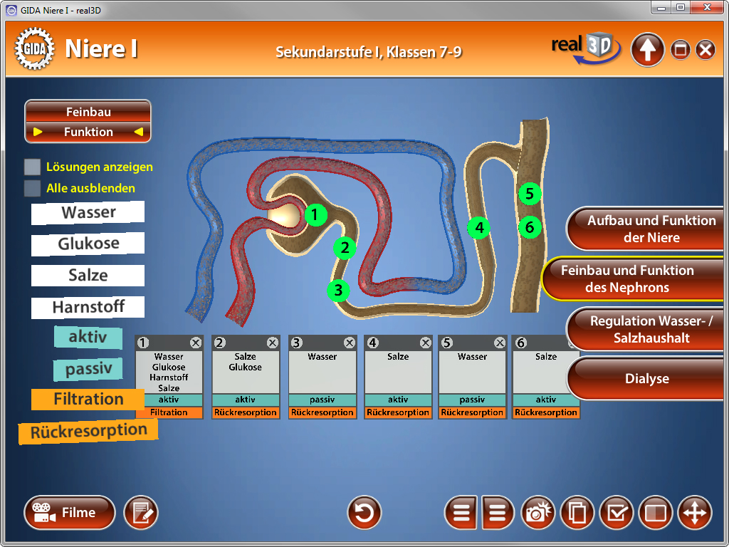 Interaktive Darstellung der Niere mit verschiedenen Funktionen und Strukturen, einschließlich Wasser- und Glukosefiltration.