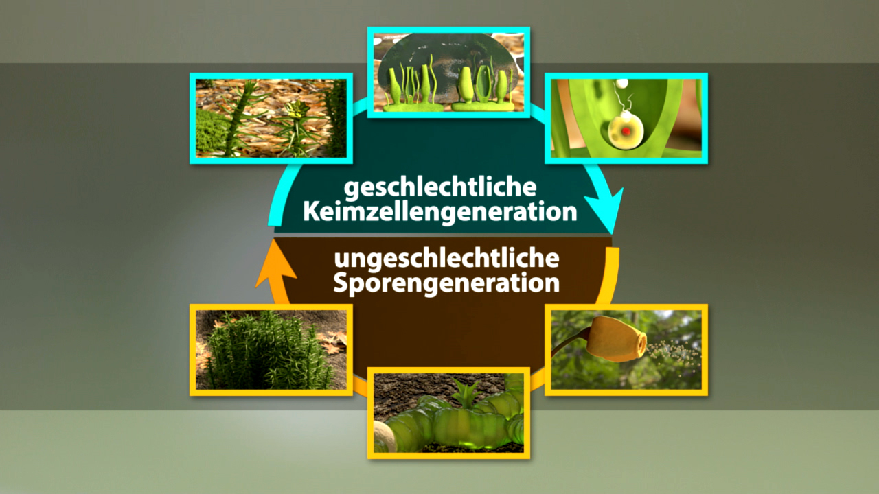 Diagramm, das die geschlechtliche und ungeschlechtliche Keimzellengeneration in Pflanzen vergleicht, mit Bildern von Pflanzen und deren Fortpflanzung.