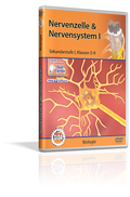 Nervenzelle & Nervensystem I - Schulfilm (DVD)