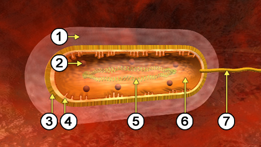 Aufbau einer Bakterienzelle
