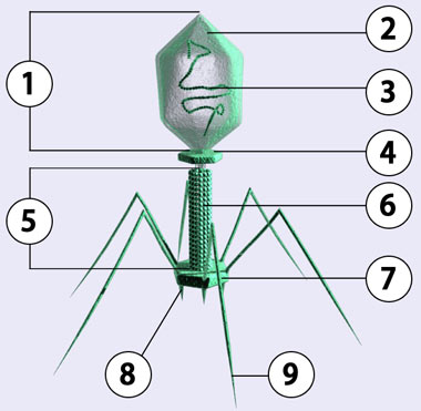 bakteriophage.jpg