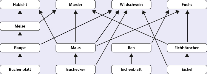 Okosystem I Nahrungsnetz 2