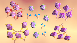 Evolution II Molekularbiologische Forschung Der SerumPräzipitinTest (1)