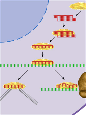 gene silencing