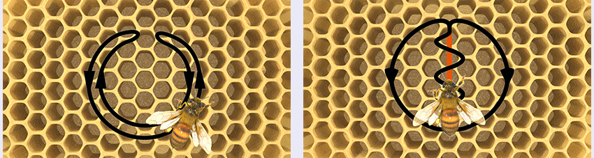 Kommunikation bei Bienen