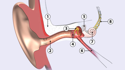 Aufbau des Ohrs