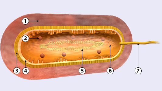Aufbau einer Bakterienzelle