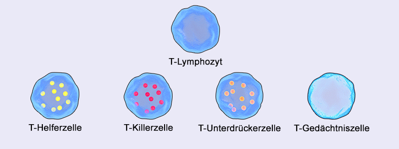 Die Bestandteile des Immunsystems 2