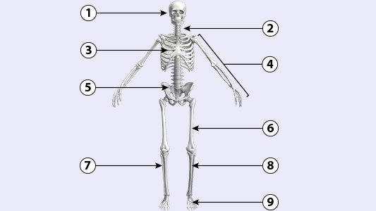 Aufbau des Skeletts