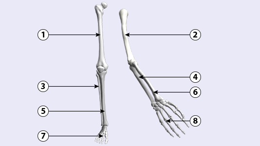 Vergleich Arm und Bein