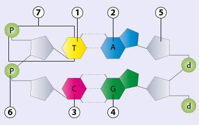 bausteine_dna.jpg