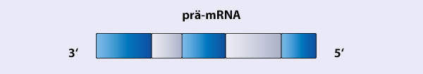 Reifung prä-mRNA reifung_prae-mRNA.jpg