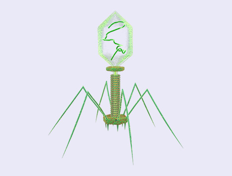T4 Phage T4 Phage