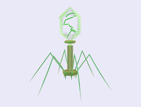 T4 Phage