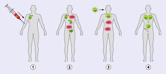 Vorgang aktive Immunisierung